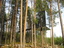 Trehotel- peilikuutio